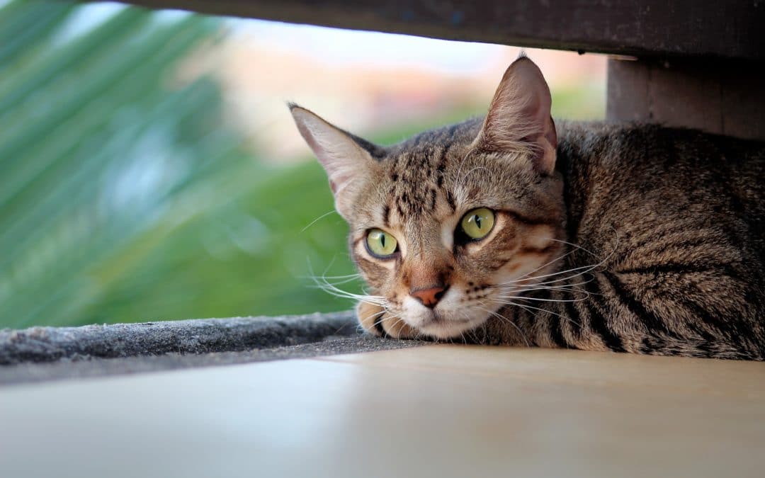 feline viral rhinotracheitis, calicivirus and panleukopenia - FVRCP vaccine - cat lying by a window