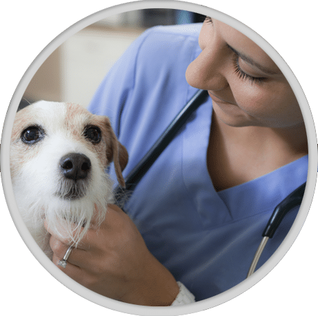 What Questions Should I Ask When Comparing Veterinary Prices?