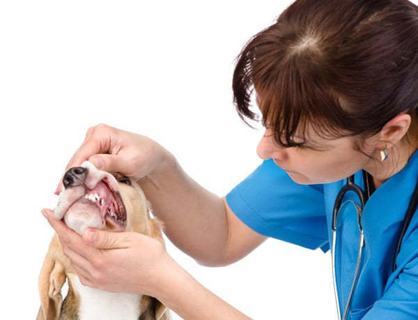 veterinary dentistry - vet checking a dog's teeth