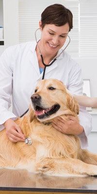 animal hospital - dog being examined