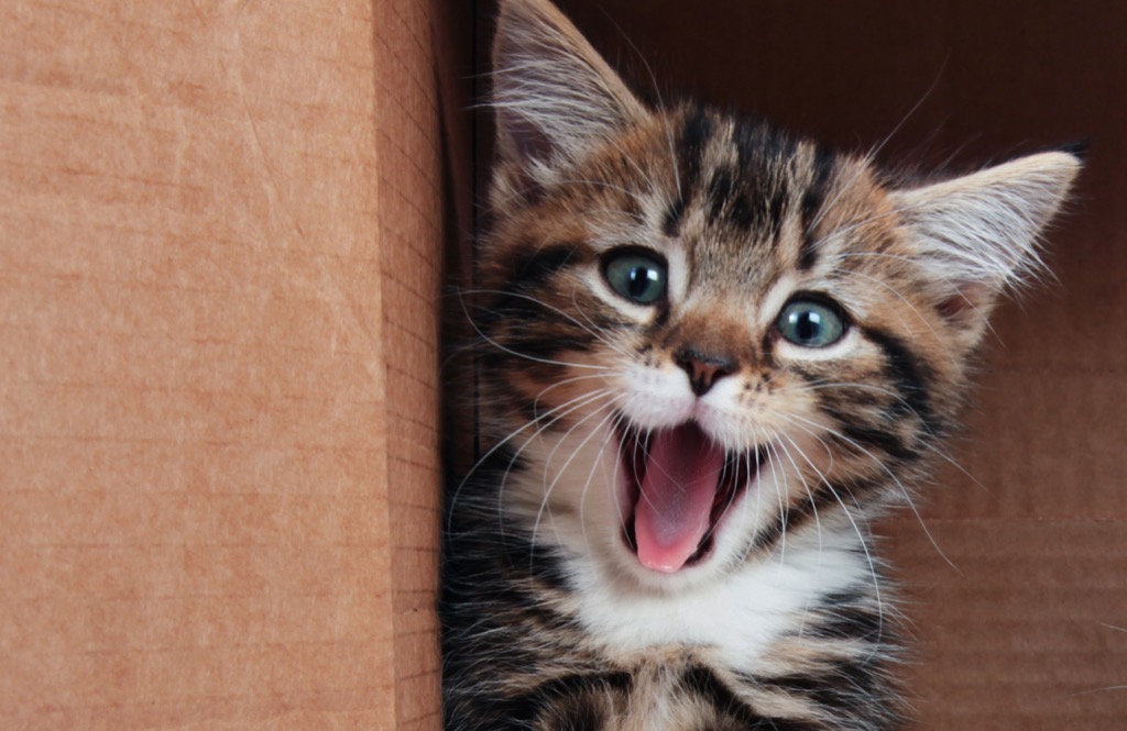 cat boarding - kitten with mouth open