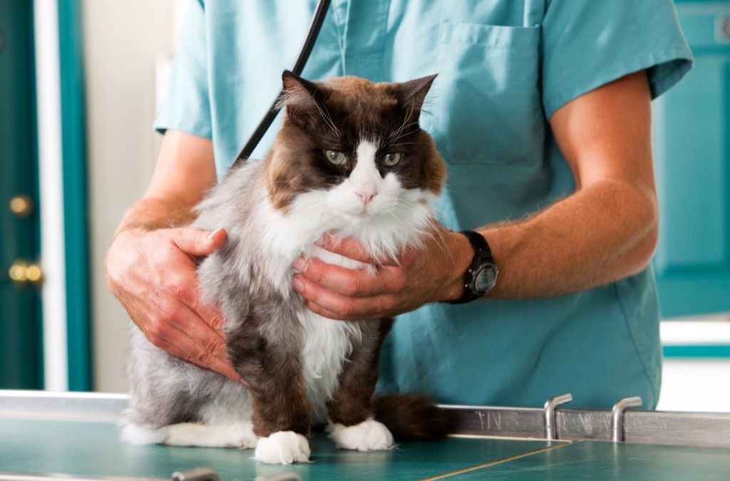 cat declaw - cat being checked up by a vet