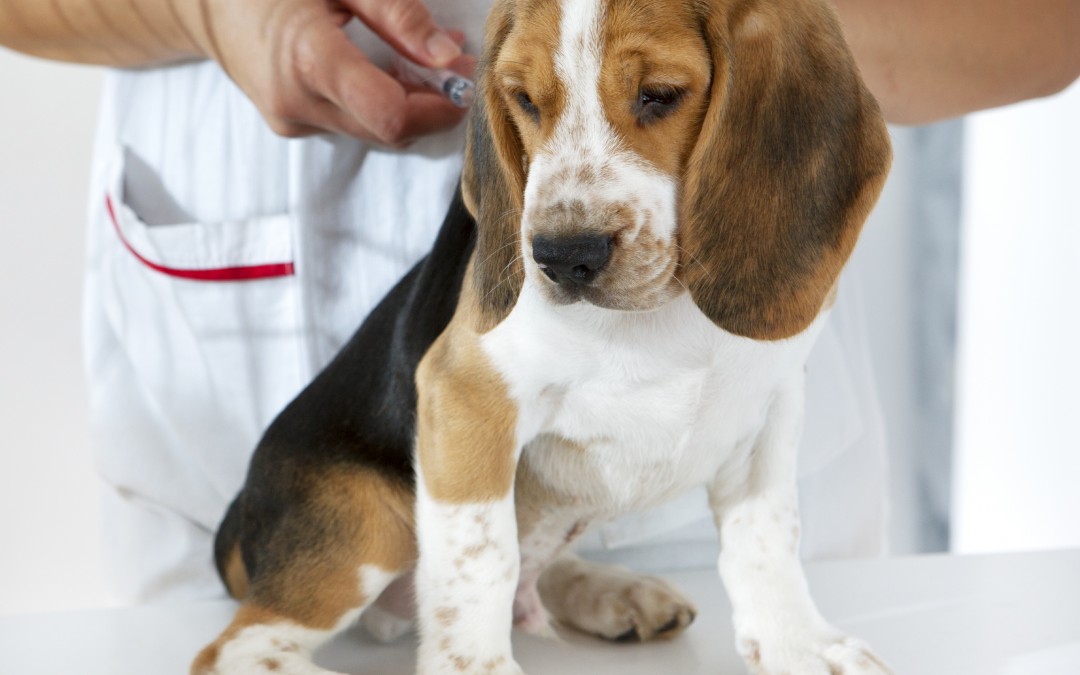 Veterinarians in Gilbert Provide Pet Protection