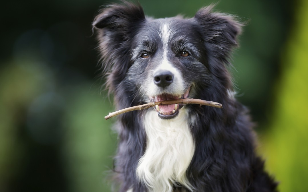 veterinary medications - Border collie dog with stick in mouth