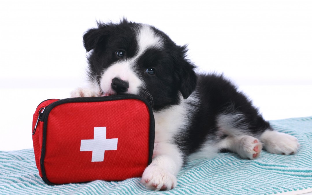 Veterinary Medicine | Pet First Aid