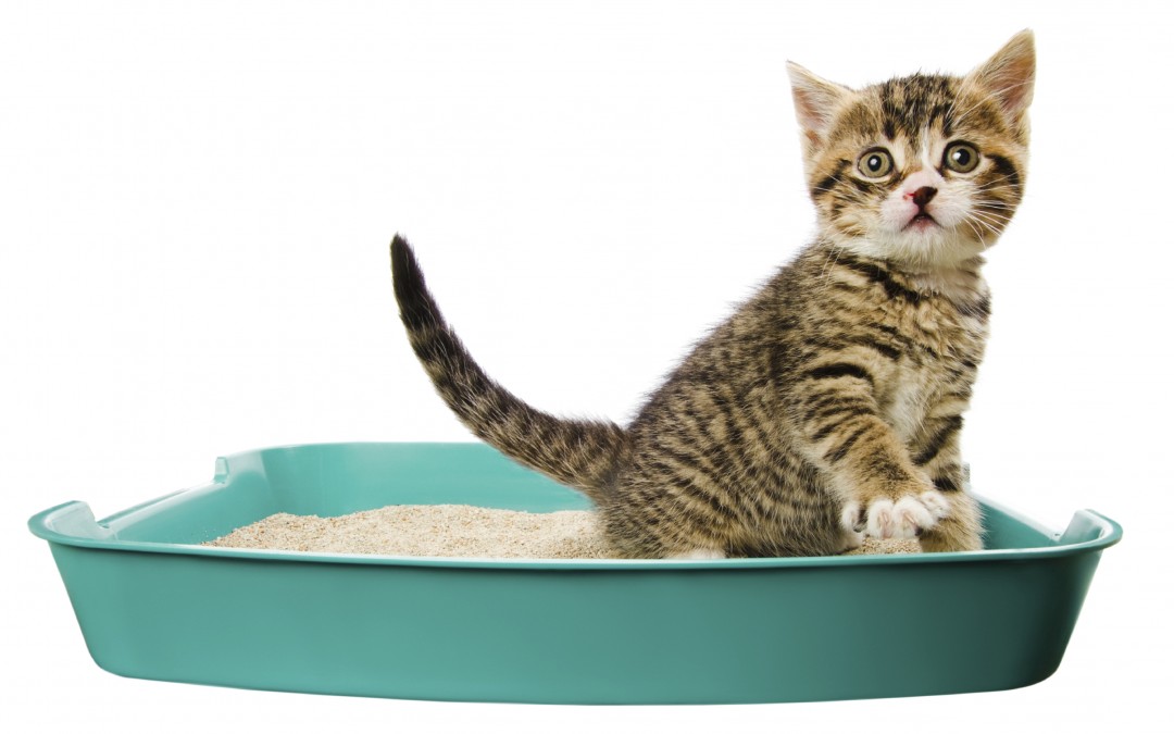 veterinarian - kitten in the litter box