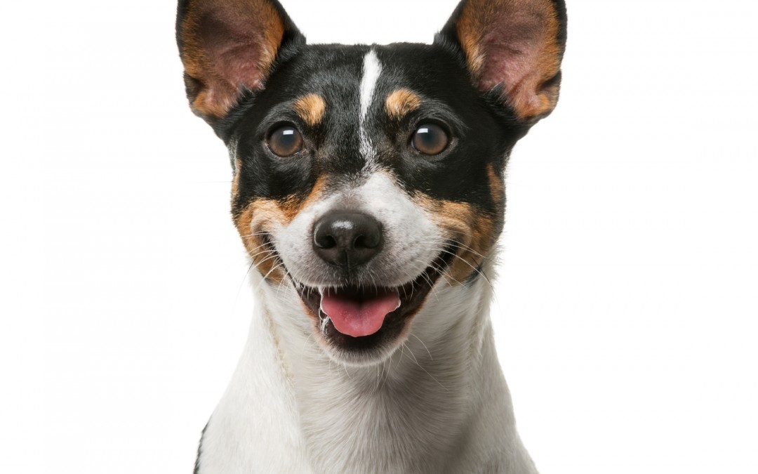 rabies shots - Jack Russell Terrier (7 years old) in front of a white background