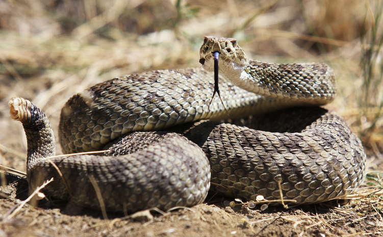 Coiled Rattlesnake - coiled and looks ready to spring