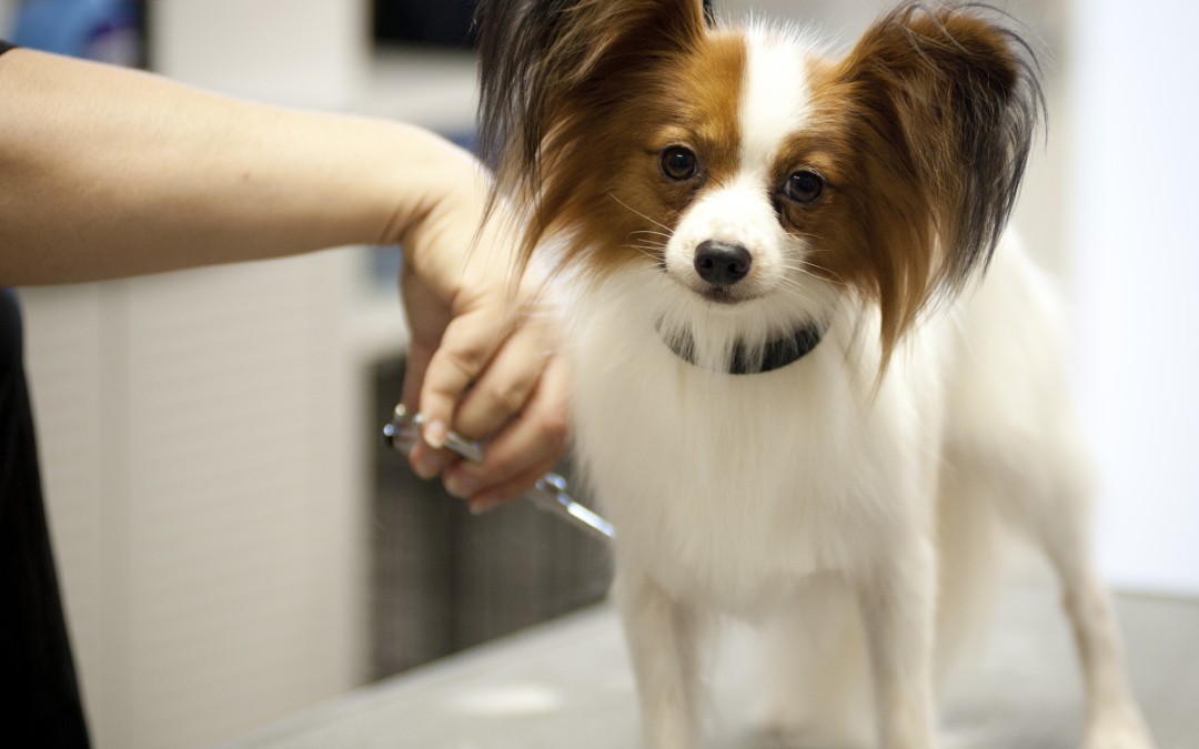 Veterinary Care | To Shave or Not to Shave?