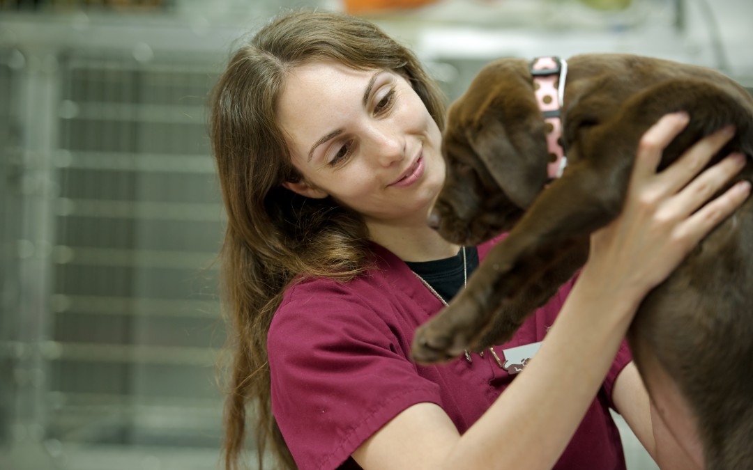 pet sitter - carrying a cute brown lab puppy at the vet's