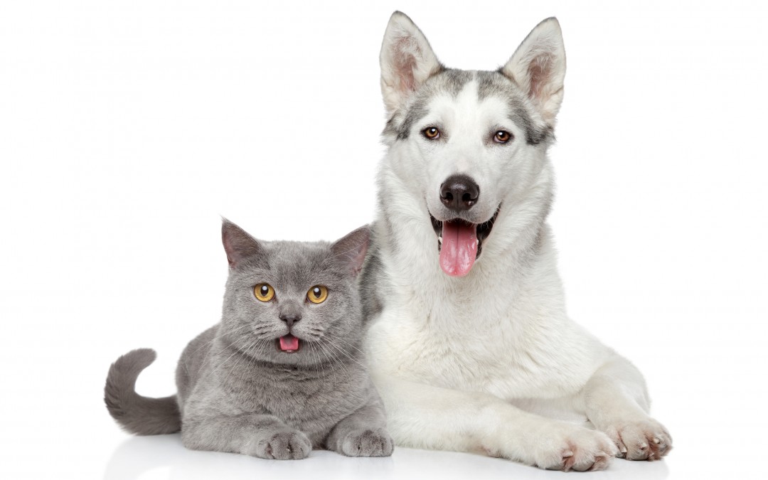 boarding for dogs - Cat and dog together lying on a white background