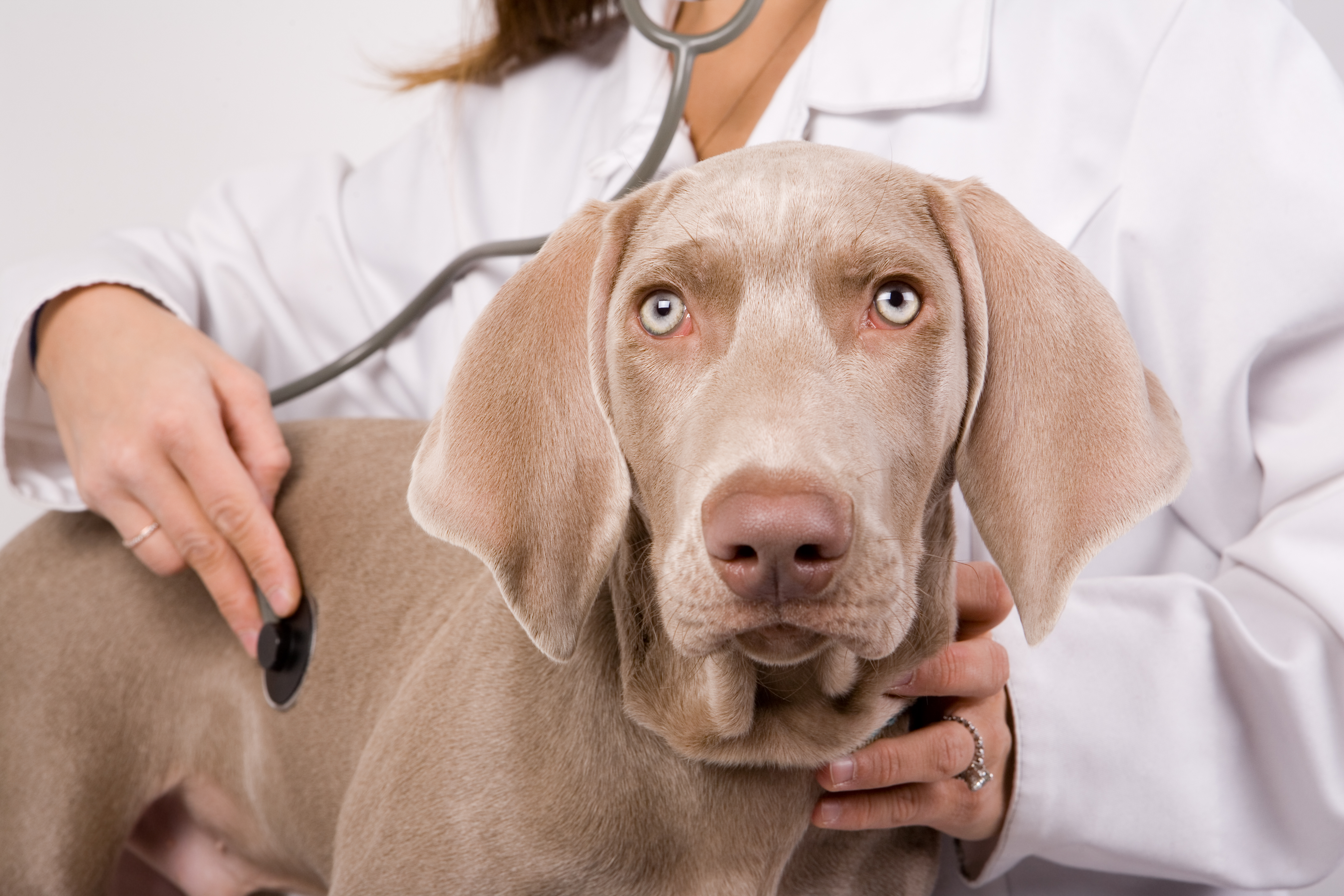 Почему собаки болеют. Инфекционные болезни собак. Болезни домашних животных.