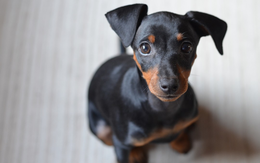 Pinscher puppy - dog vaccinations