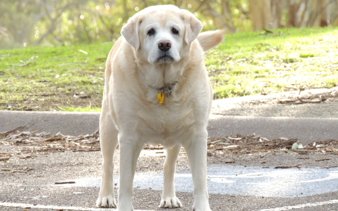 Older pet care blog - white dog standing in a parking lot