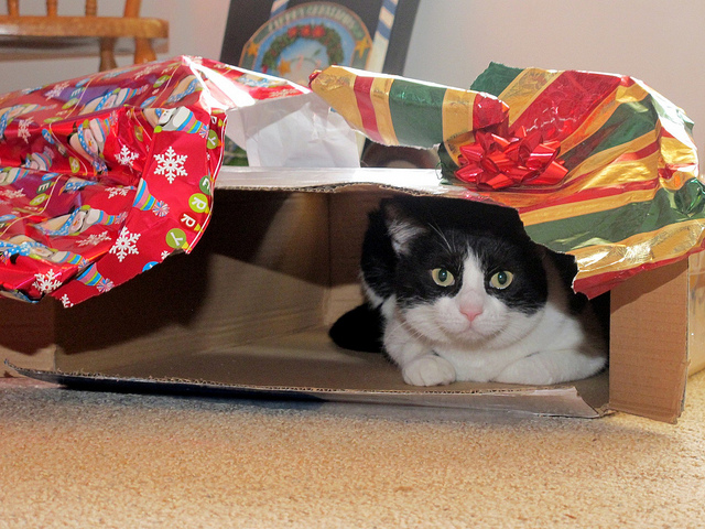 holiday pet gifts - cat inside carton covered in wrapping paper