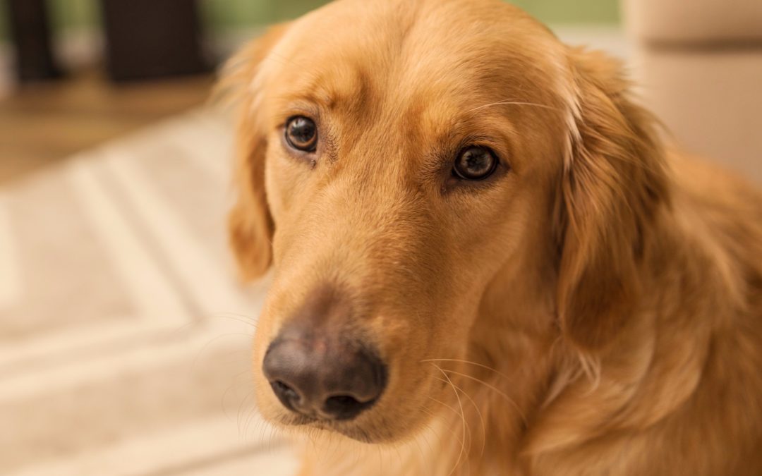pet stress relief anasazi - closeup of forlorn dog's face