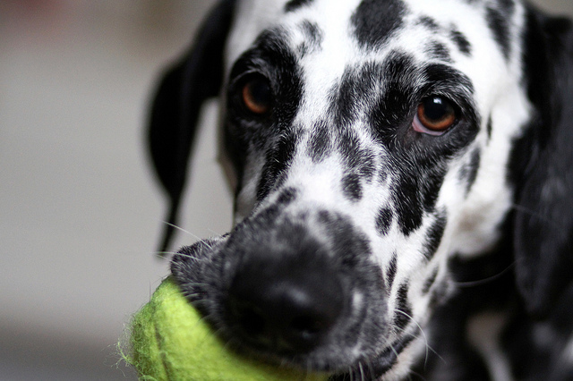 Dog exercise - closeup of dalmatian face