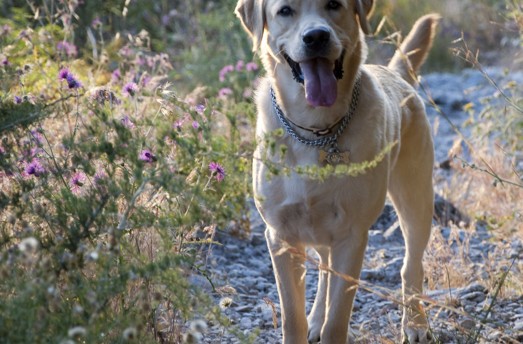 Valley Fever - expectant dog standing amongst bushes