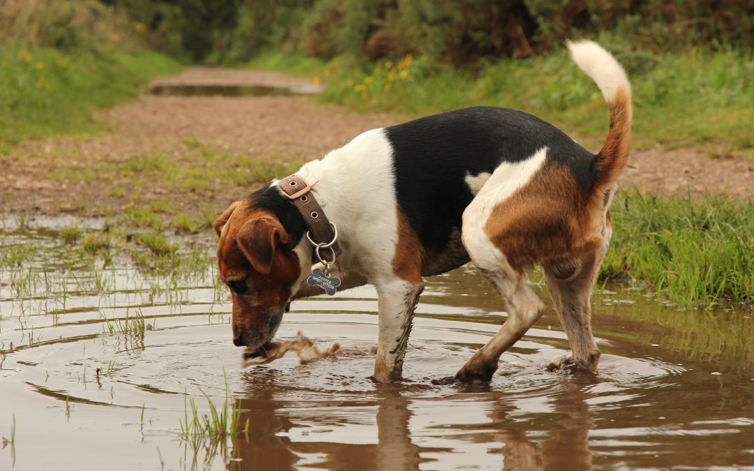 dog playing in puddle