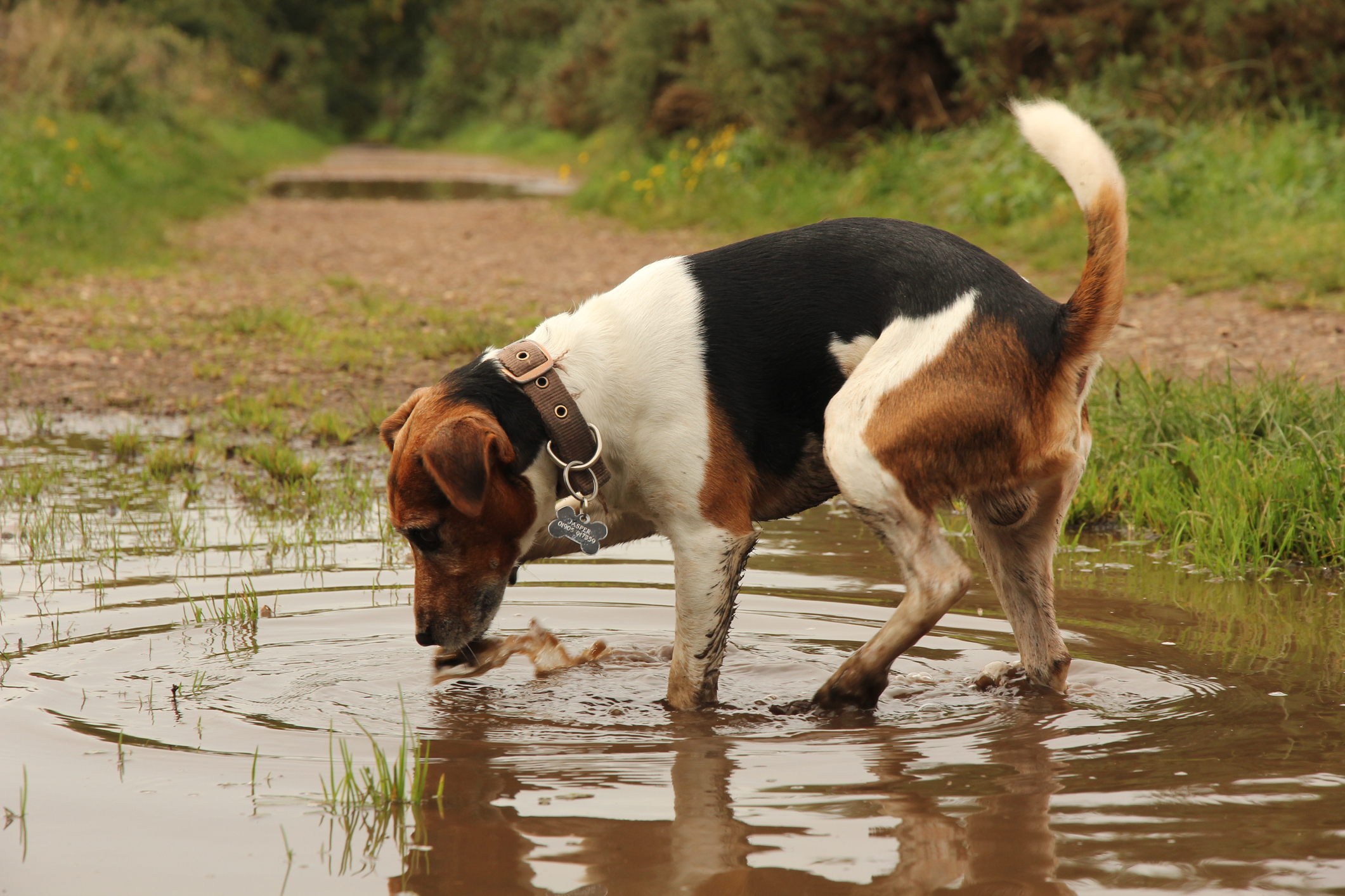 What You Should Know About Leptospirosis - Anasazi Animal Clinic