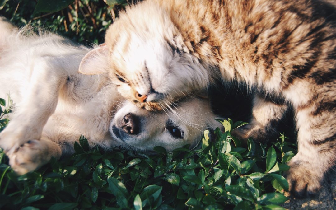 compassionate pet care - cat and dog nuzzling faces
