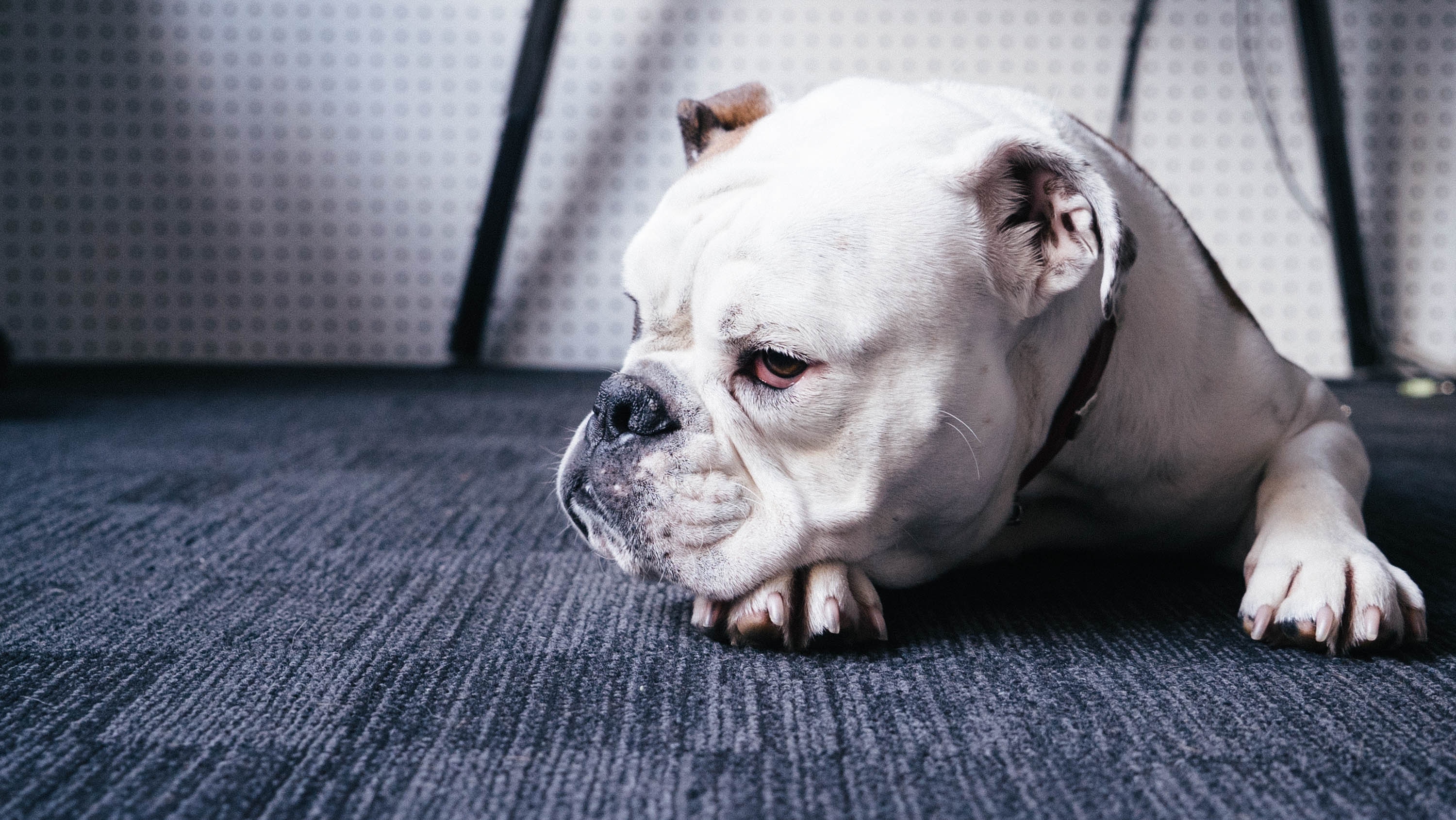 English bulldog licking hot sale paws