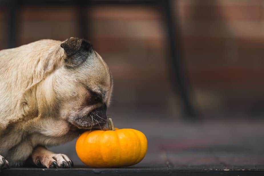 pancreatitis in dogs - dog with pumpkin