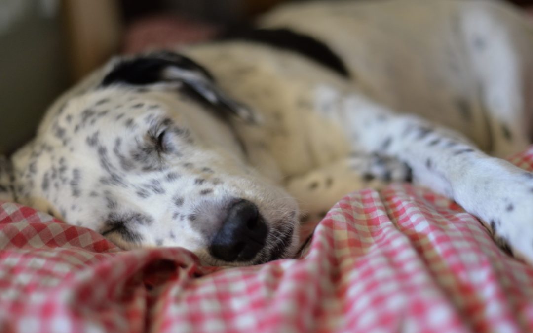 sleeping dog - boarding your pets, Pet Care in Gilbert