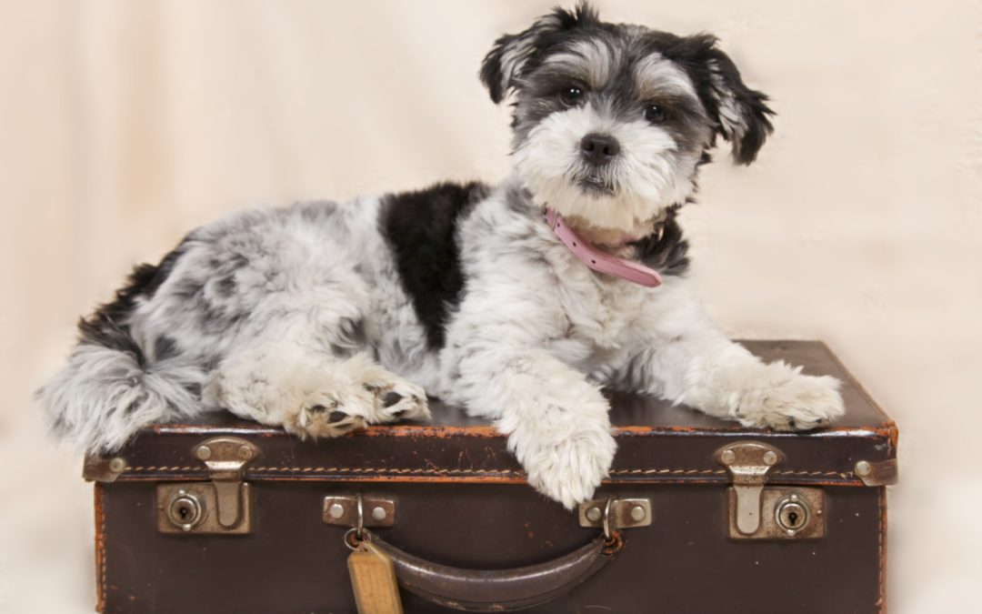 dog sitting on a suitcase- how to keep your pets safe in a disaster