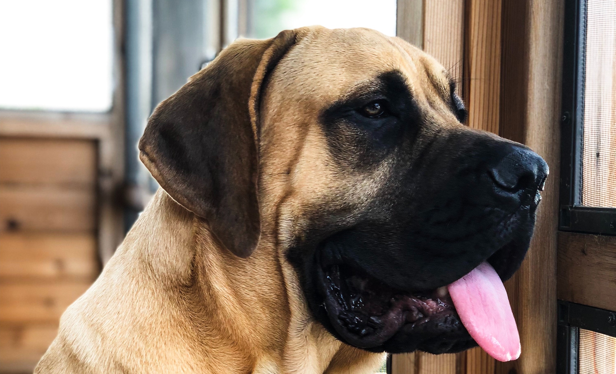 Big Dog Breeds for Big Hearts | Anasazi Animal Clinic