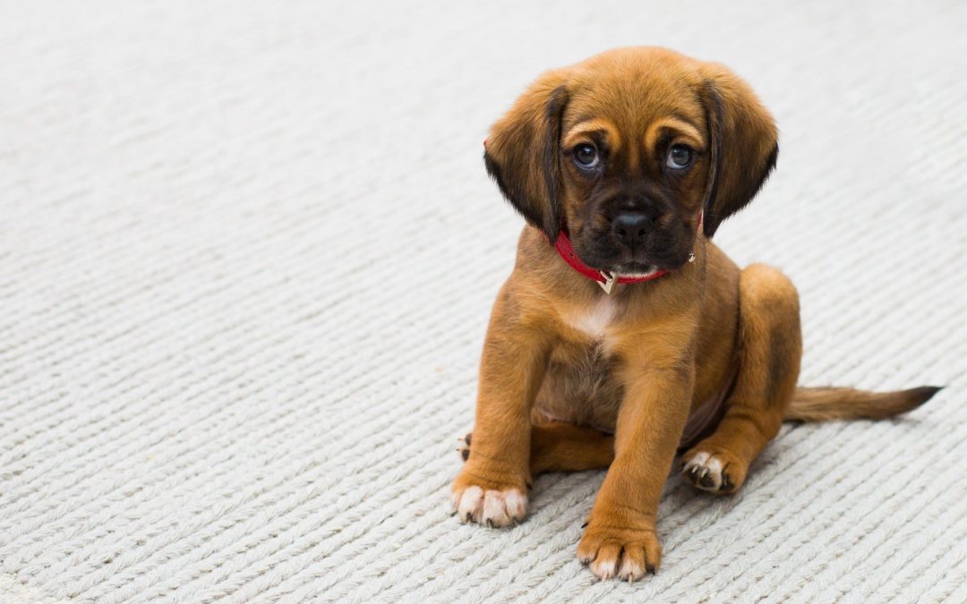 The 5 Stages in Your Puppy’s First Year of Life