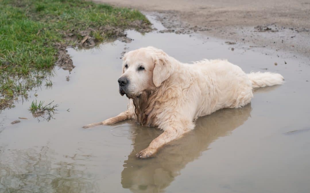 dog laying in the mud - health problems in senior dogs