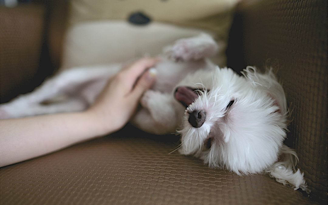 6 Ways To Show Your Dog Some Extra Love