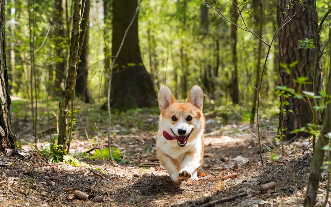 dog running in the woods - heartworm prevention