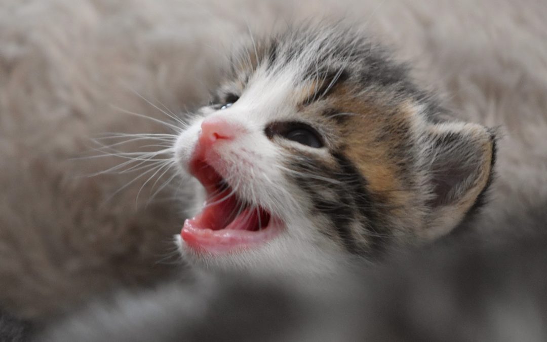 kitten with open mouth