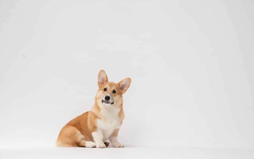 corgi staring at the camera with white background