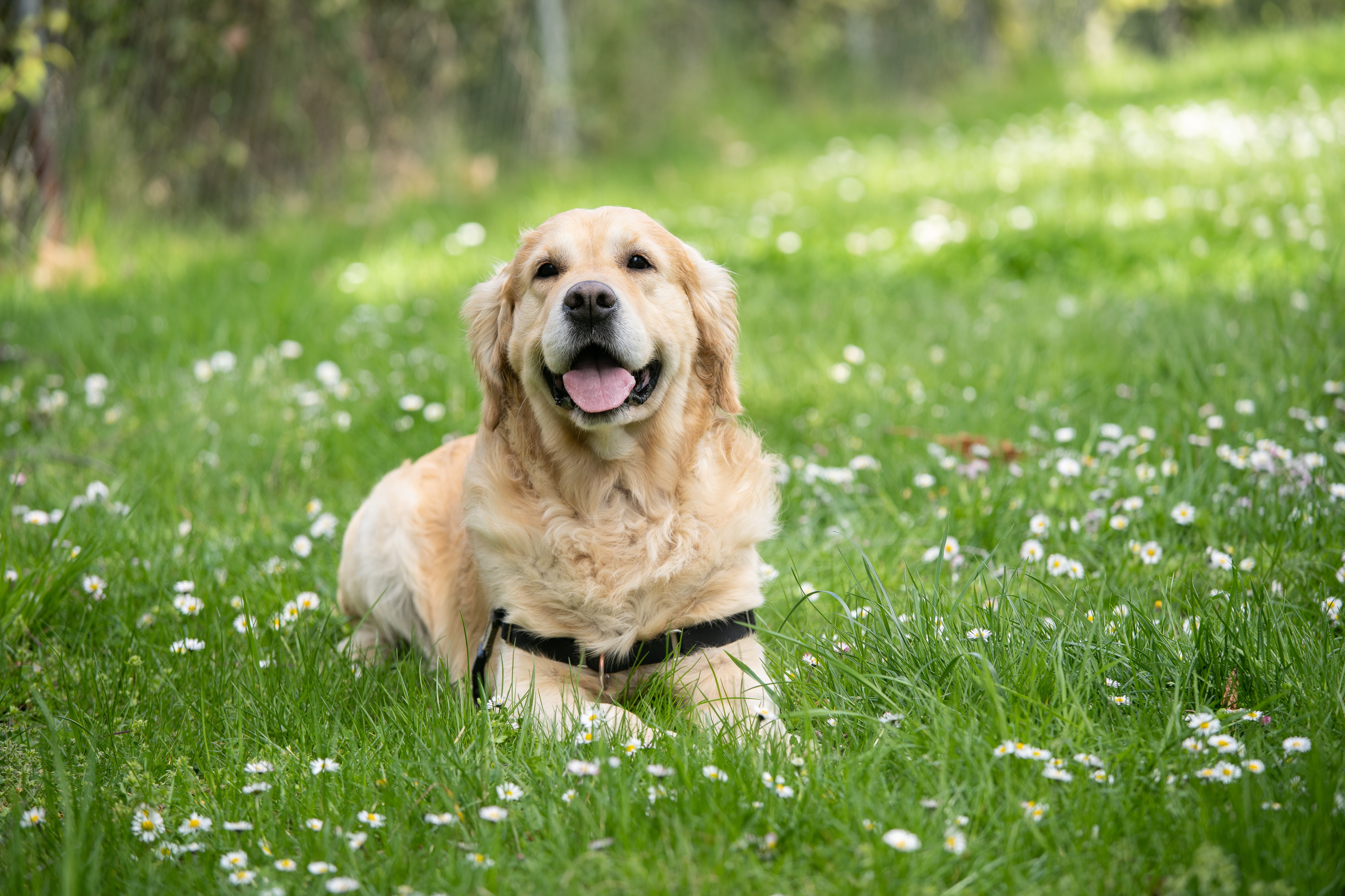 Is Your Dog Overweight: Signs, Symptoms & What to Do