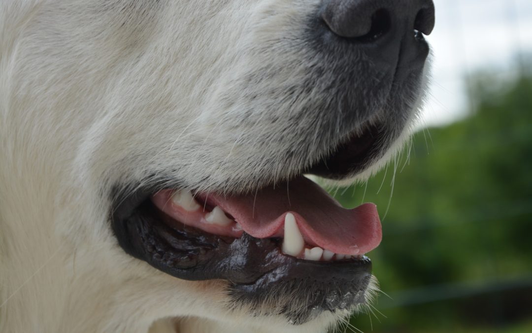 7 Tips on How to Brush Your Dog’s Teeth