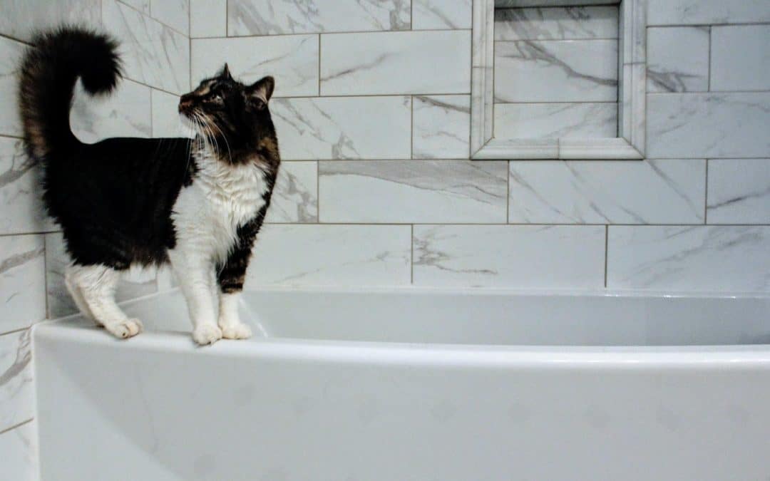 black and white cat standing on bathtub edge