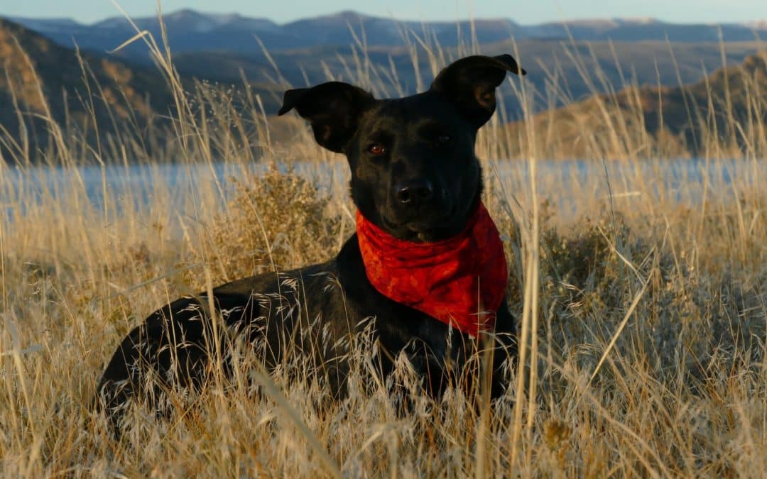 dog wearing red bandana against mountain background