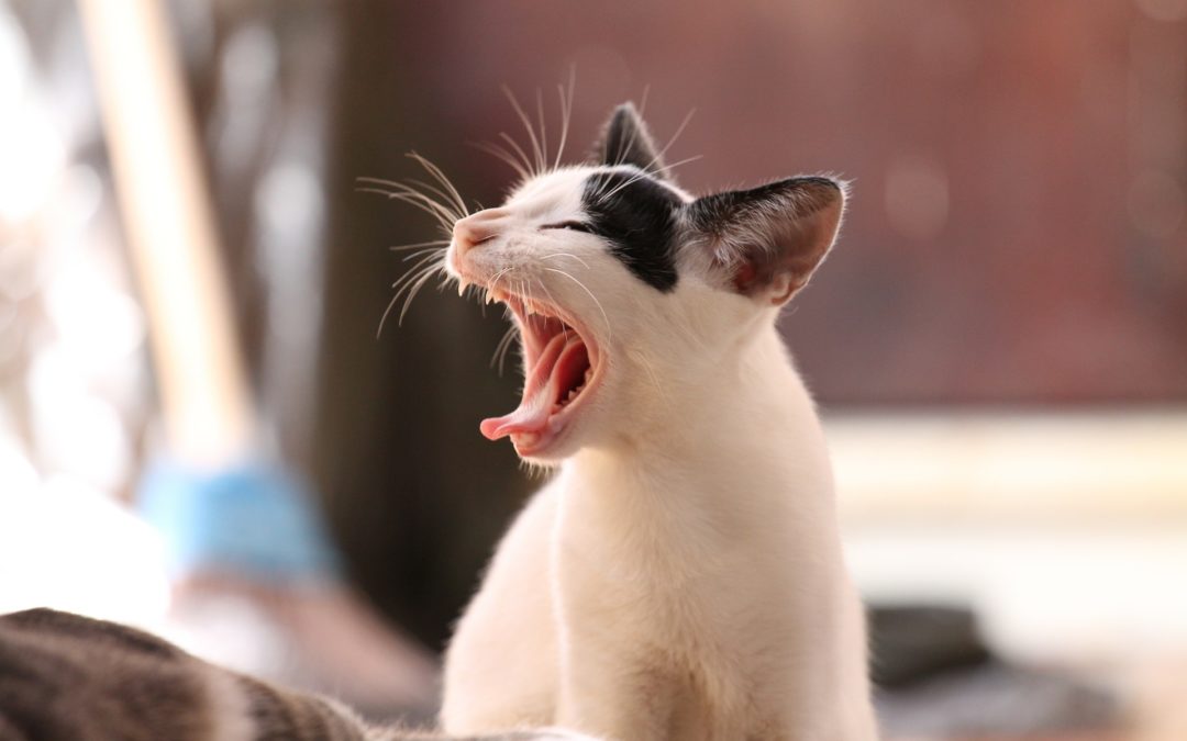 Do Cats Get Cavities? | Tooth Resorption in Cats