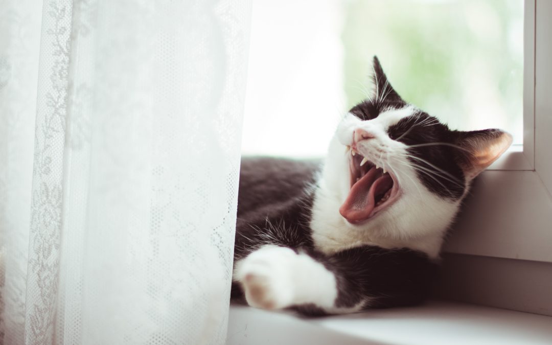 Understanding the Sounds Your Cat Makes