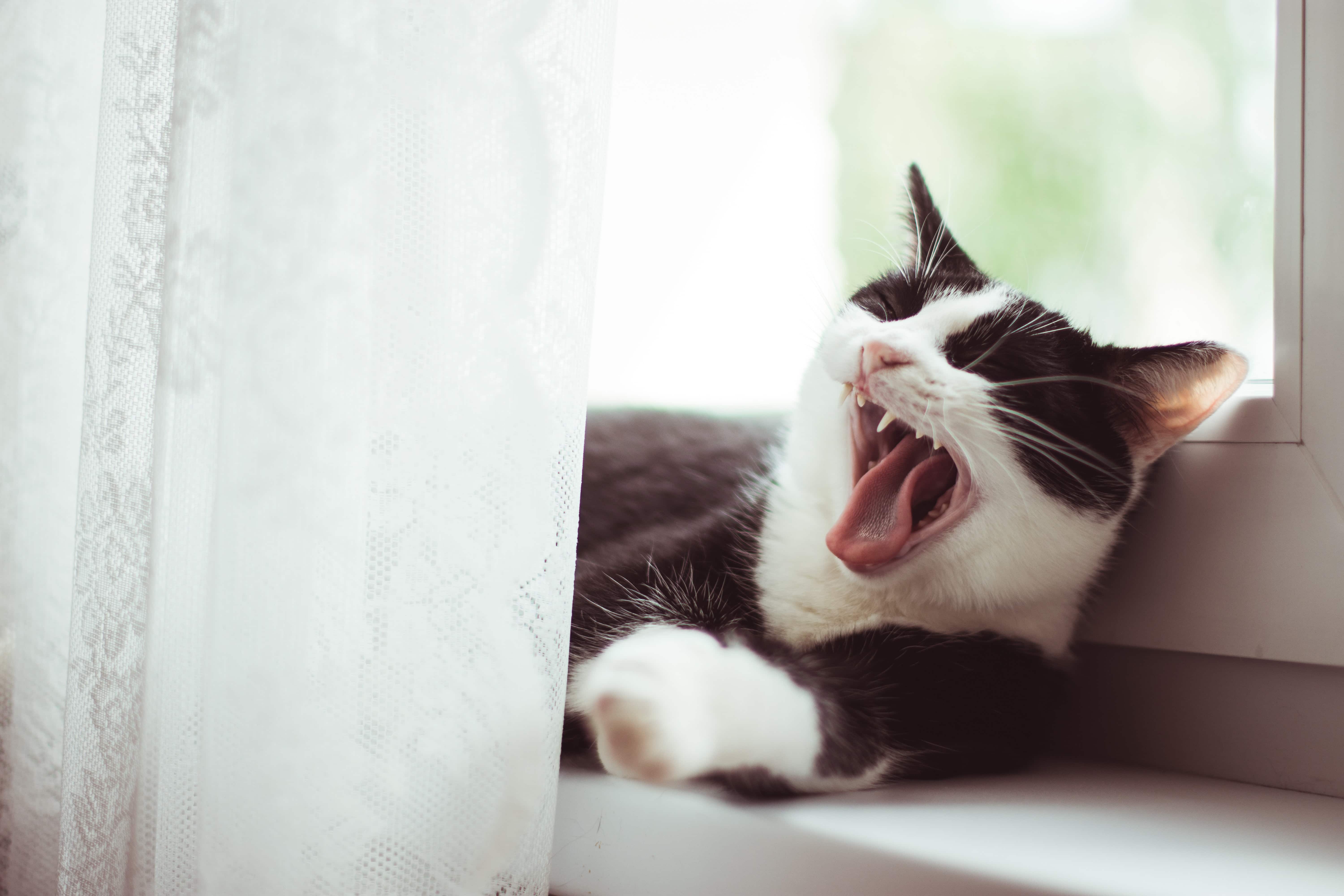 Кошачье мяуканье звуки слушать. Кот зевает. Кот зевает на крыше. Кошка мяукает звук.