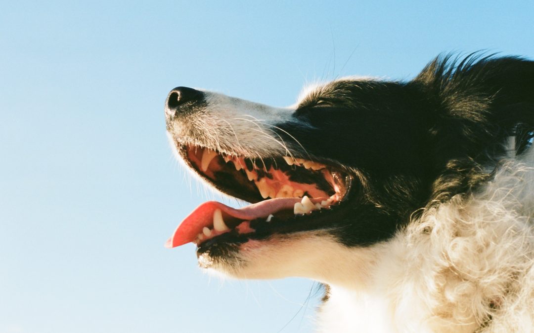 Do Dogs Lose Their Teeth?