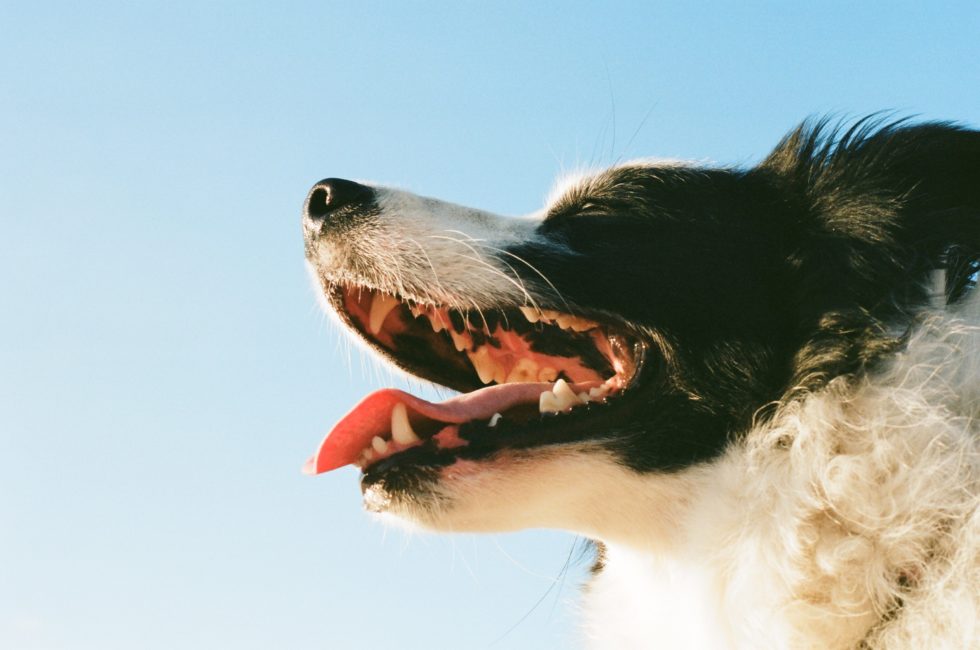 Do Dogs Lose Their Teeth?