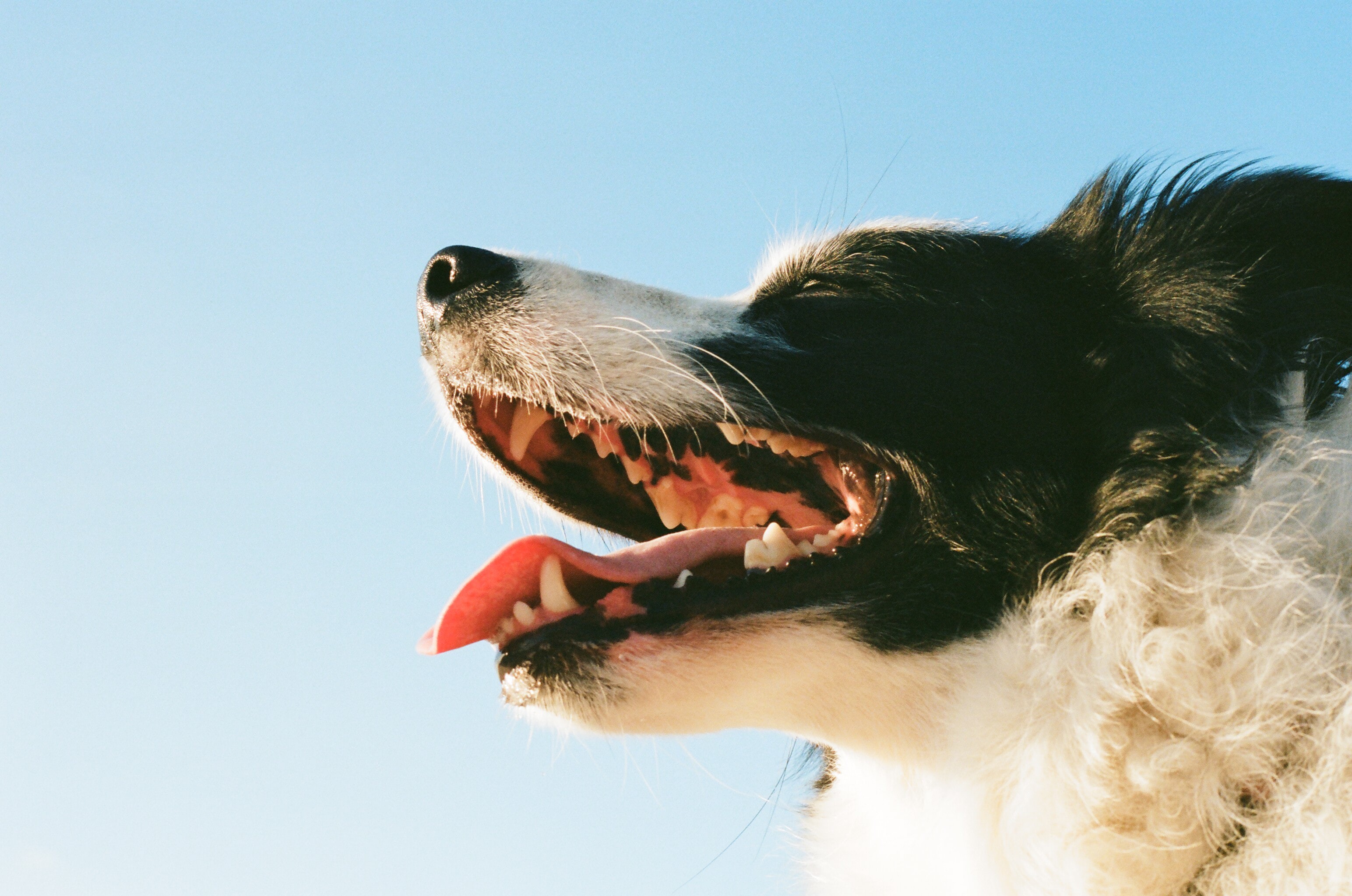 Почему собака в жару высовывает язык физика
