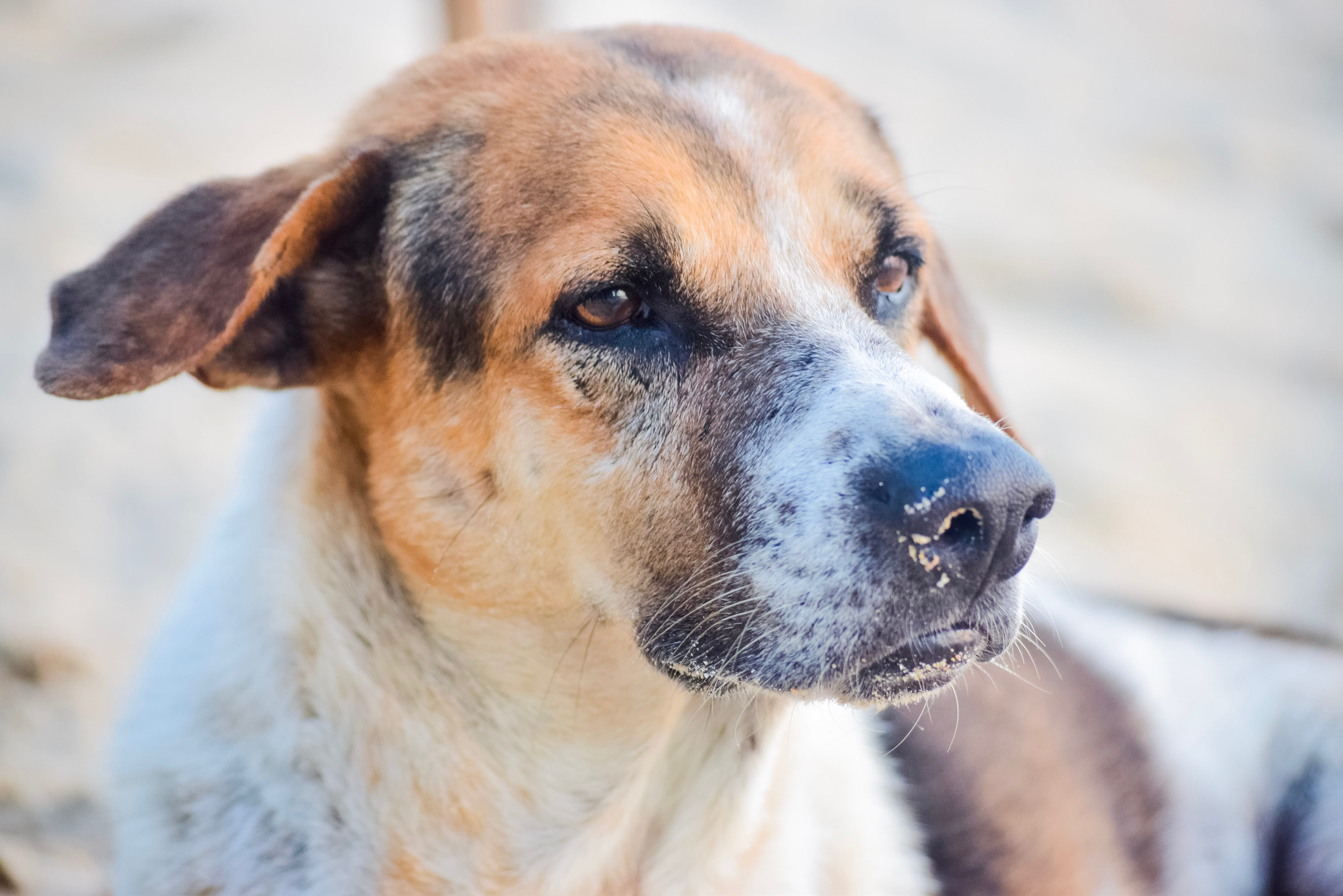 What Is Canine Influenza 