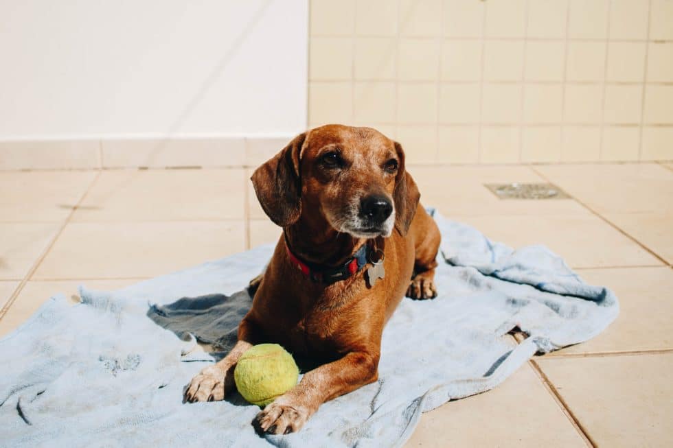 Can Pets Get Sunburned?