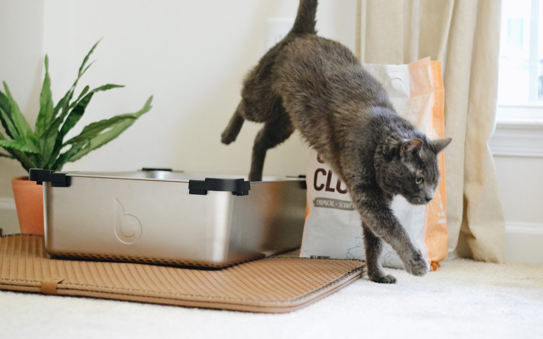 How to take care clearance of cat litter box