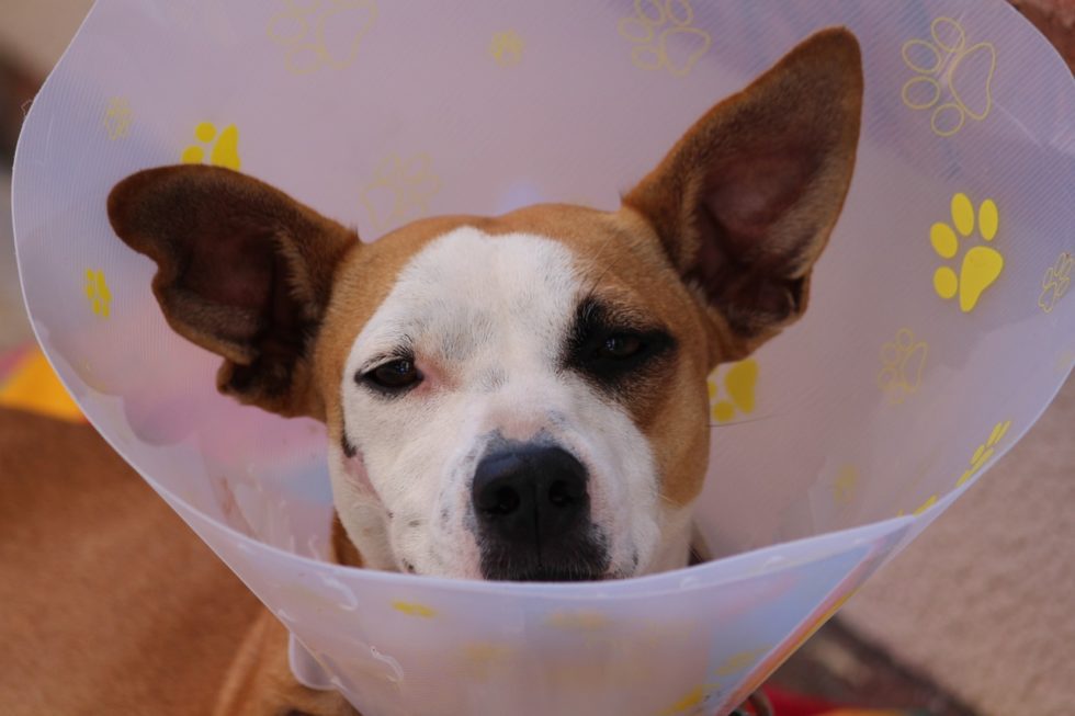 What Is CareCredit for Pets? Anasazi Animal Clinic
